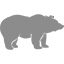 bear