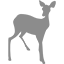 roeDeer